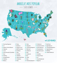 the most popular state flowers are in each us map, and it's time to get married