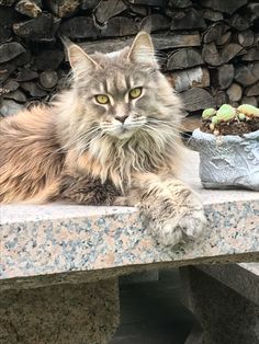 a long haired cat sitting on top of a stone bench