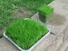 two glass bowls filled with green grass sitting on top of a cement slab in the grass