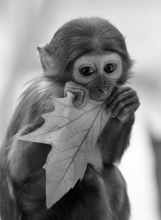 a monkey holding a leaf in its mouth