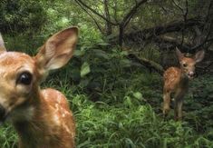 an image of two deers in the woods looking at the camera and one is staring straight ahead