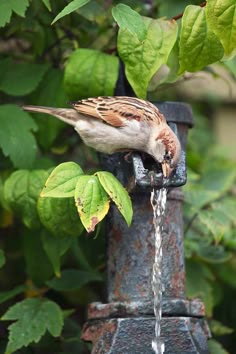 a bird is drinking water from a faucet in the garden with green leaves