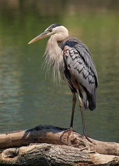 a bird is standing on a log in the water