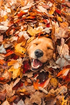 a dog is laying in the leaves with its mouth open and it's eyes closed