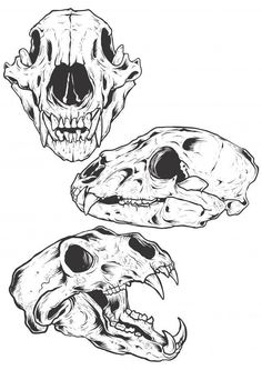 three different types of skulls in black and white, each with an animal's skull