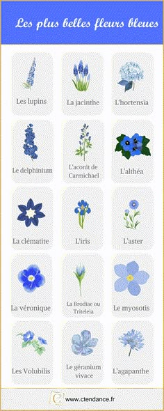 blue flowers with the names of them in french