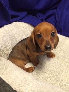 a small brown dog laying on top of a white blanket