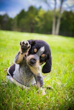 two dogs are playing in the grass with a sign that says i will give my all for tennessee today