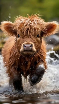 a brown cow is running through the water with it's head turned to look at the camera