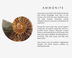 Earth Healing, Chi Energy, Increase Stamina, Ammonite Fossil, Ancient Knowledge