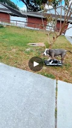 a dog standing on top of a skateboard next to a tree in a yard