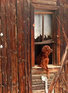 a brown dog sitting on top of a wooden window sill next to a building