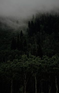 the forest is covered in fog and low lying clouds