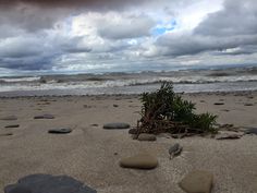 rocks and plants on the beach with waves crashing in to shore behind them, under a cloudy sky