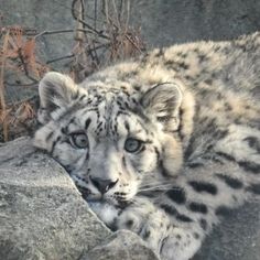 a snow leopard laying on top of a rock