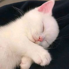 a white cat sleeping on top of a black blanket with its eyes closed and it's head resting on the pillow