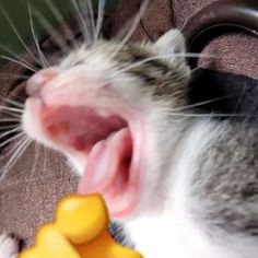 a close up of a cat with it's mouth open and toy in the other hand