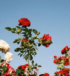 red and white flowers against a blue sky