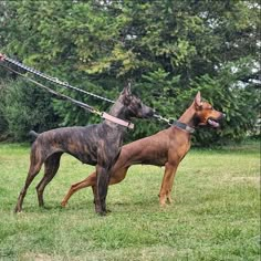 two dogs on a leash standing in the grass