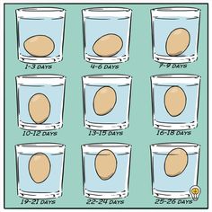 A glass of water with eggs of various freshness levels, from fresh to expired. Eggs In Water, Egg Hacks, Bad Eggs, Life Pro Tips, Home Canning Recipes, Canned Food Storage, Cottage Aesthetic, Cute Cottage, Glass Of Water