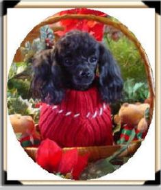 a black poodle wearing a red sweater