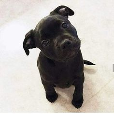 a small black dog sitting on top of a white floor