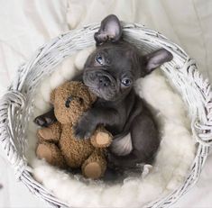 a small dog sitting next to a teddy bear in a basket on a white blanket