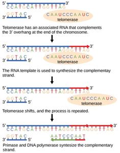 a diagram showing the steps in how to write an expression for each type of text