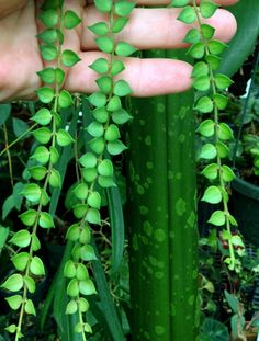 a person holding some green plants in their hand and touching it with the other hand