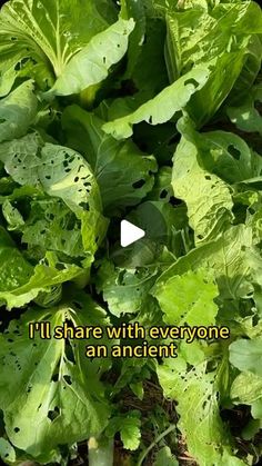 lettuce growing in the garden with an advertise that reads, i'll share with everyone an ancient