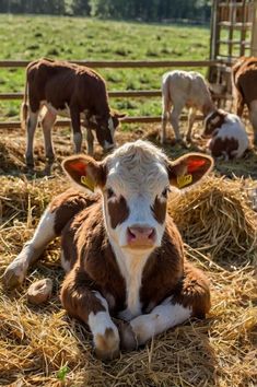 Cow Colour, Farm Sanctuary, Farm Cow