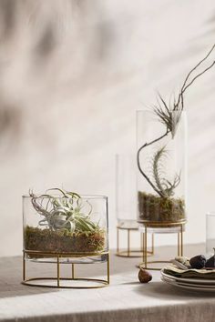 three glass vases with plants in them sitting on a table next to plates and utensils