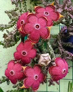 some pink flowers are hanging on a green wall