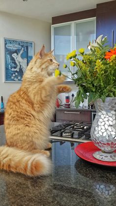 an orange cat sitting on top of a counter next to a vase filled with flowers