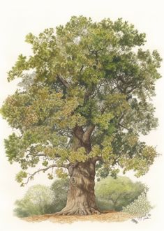 a drawing of a large tree with green leaves