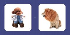 two pictures of dogs wearing clothes and one has a stuffed animal