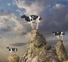 three black and white cows standing on top of a rock in the middle of nowhere