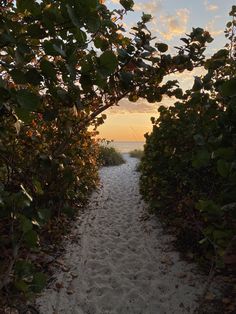 the path to the beach is lined with trees and bushes, leading into the sunset