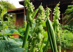 some green plants are growing in the garden