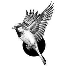 a black and white drawing of a bird with its wings spread out in the air