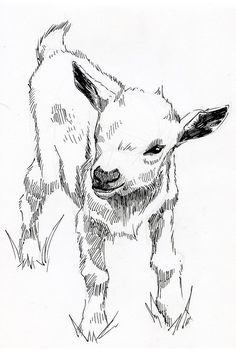 a black and white drawing of a baby goat with its head turned to the side