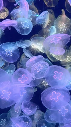 many jellyfish are floating in the water