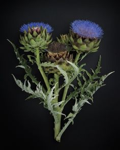 three purple flowers with green leaves on a black background