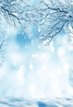 snow covered trees in front of a blue sky with white stars and bokets