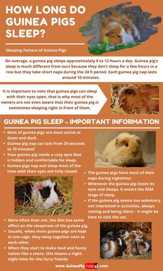 a flyer with pictures of guineas and other animals