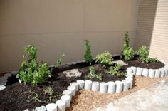 an outdoor garden with several plants growing in the ground and rocks on the side of the building