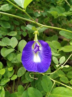 a purple flower with white stamen in the center surrounded by green leaves and greenery