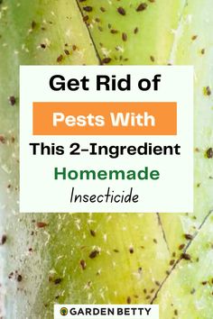 the words get rid of pests with this 2 ingredient homemade insecticide