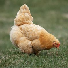 a close up of a chicken in the grass with it's back legs crossed