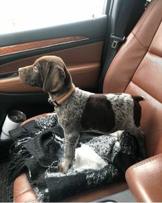 a dog standing on top of a blanket in the back seat of a car,